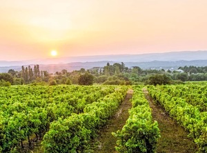 Domaine | Lagorce