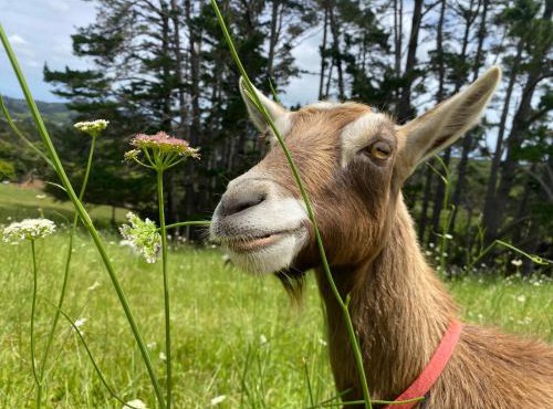 Pukeatua Farmstay