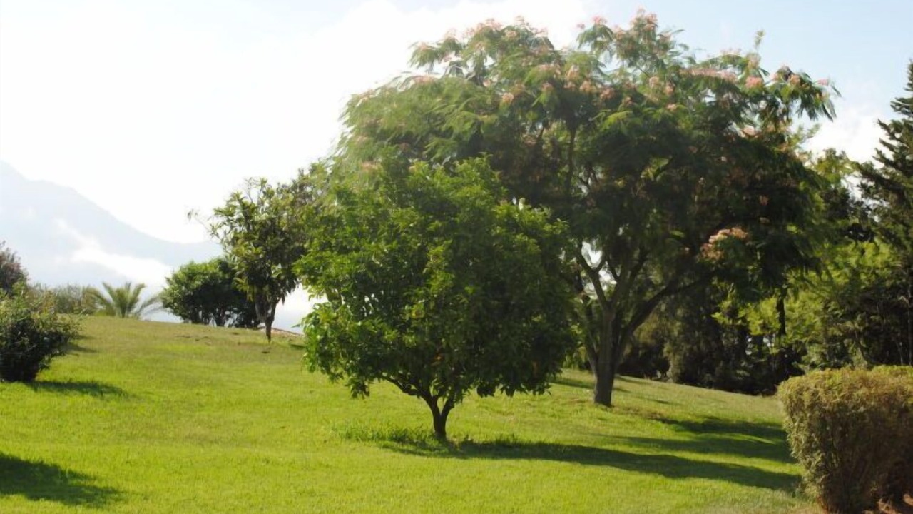 Photo of Others in Cervione