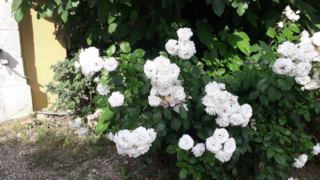 Photo of Outdoor in Lorgues