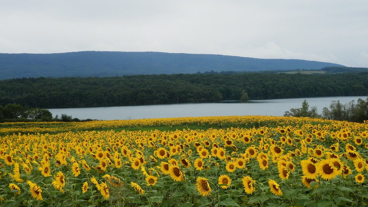 Photo of Outdoor in Saint-Benoit