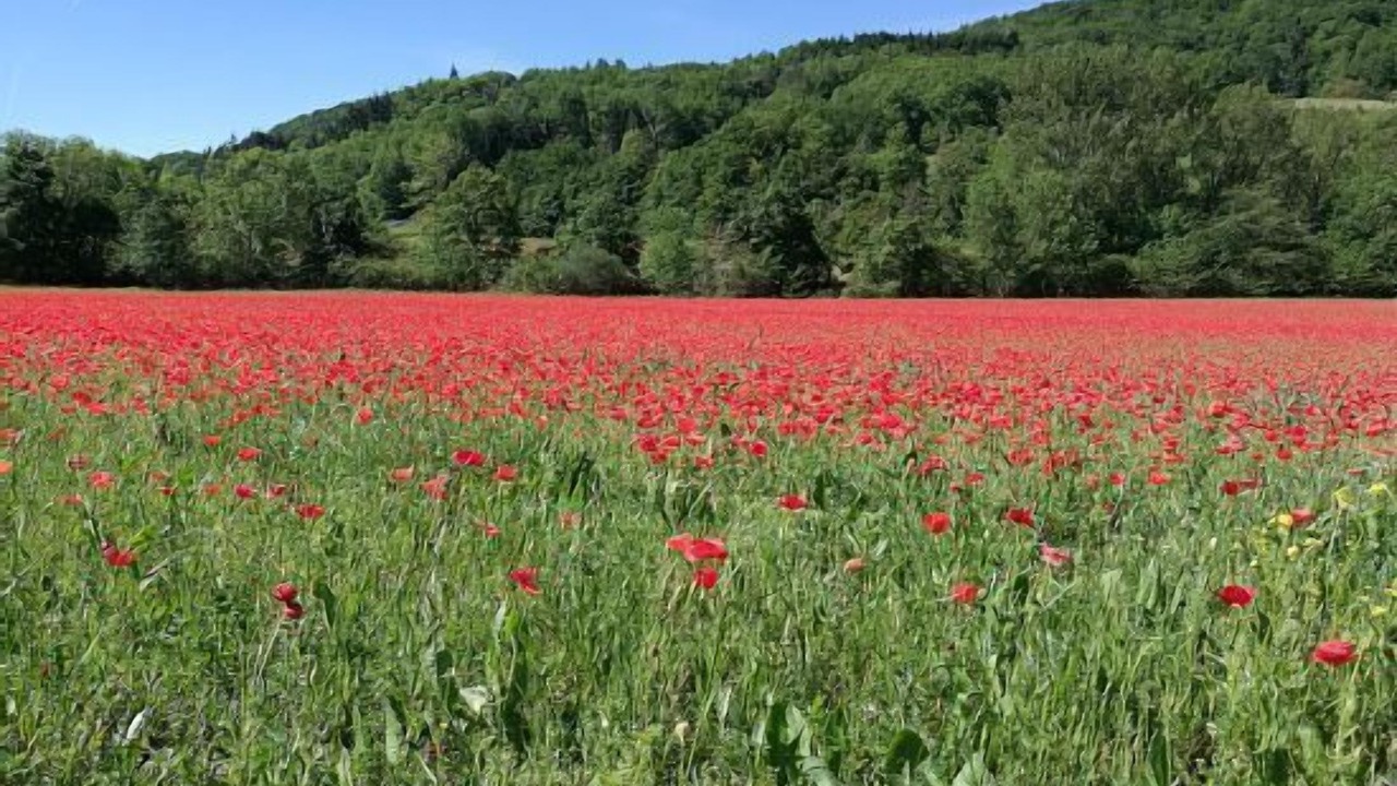 Photo of Outdoor in Saint-Benoit