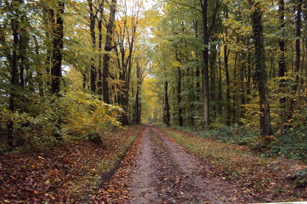 Photo of Outdoor in Beauvoir-en-Lyons