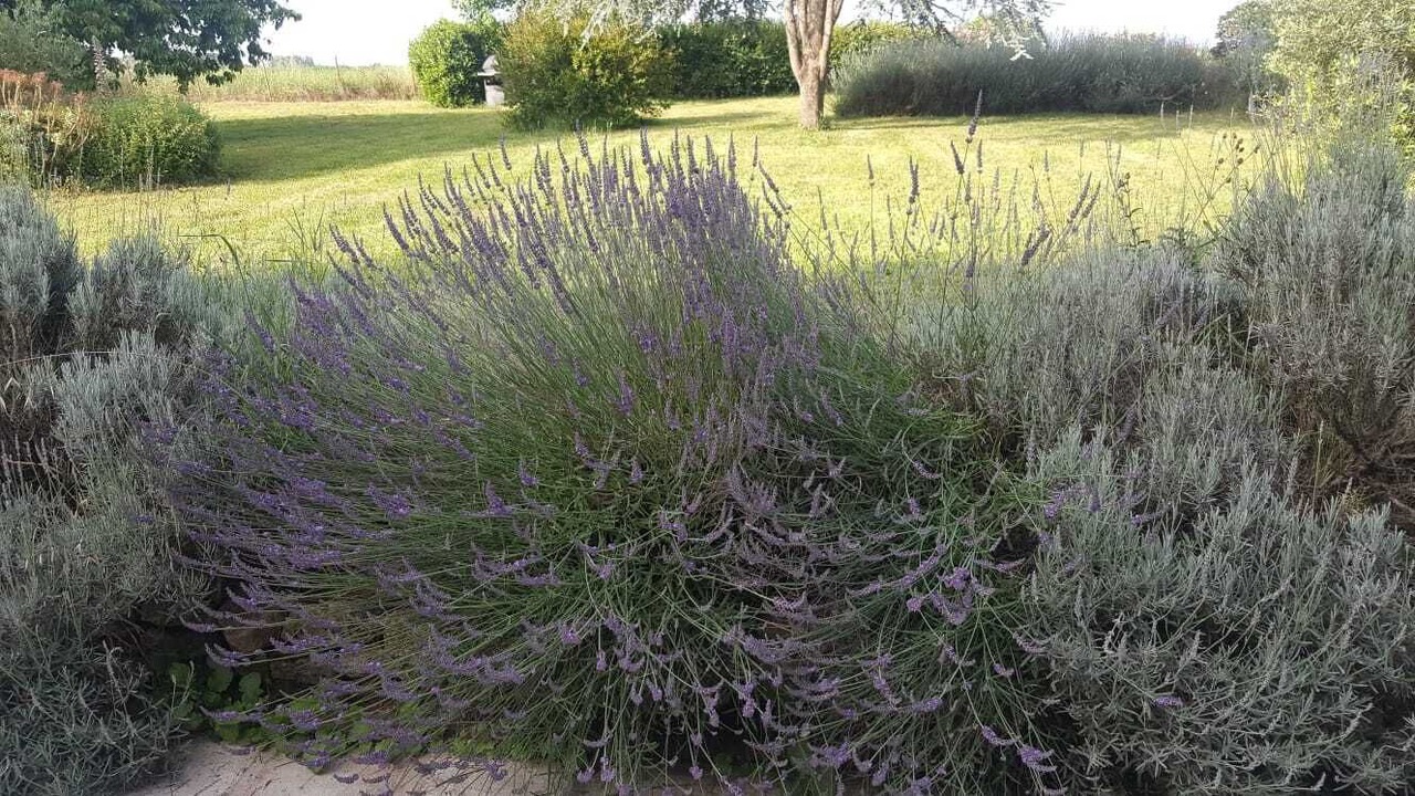 Photo of Outdoor in St Benoist-sur-Mer