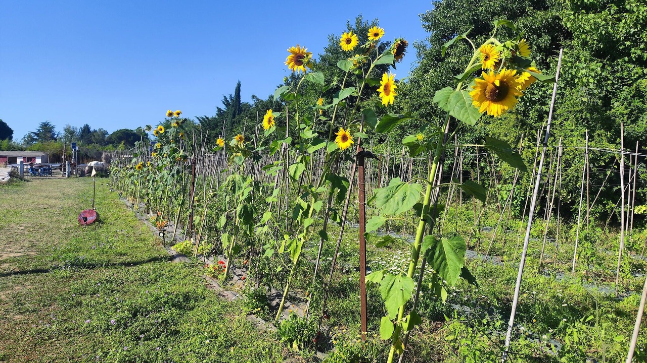 Photo of Outdoor in Marsillargues