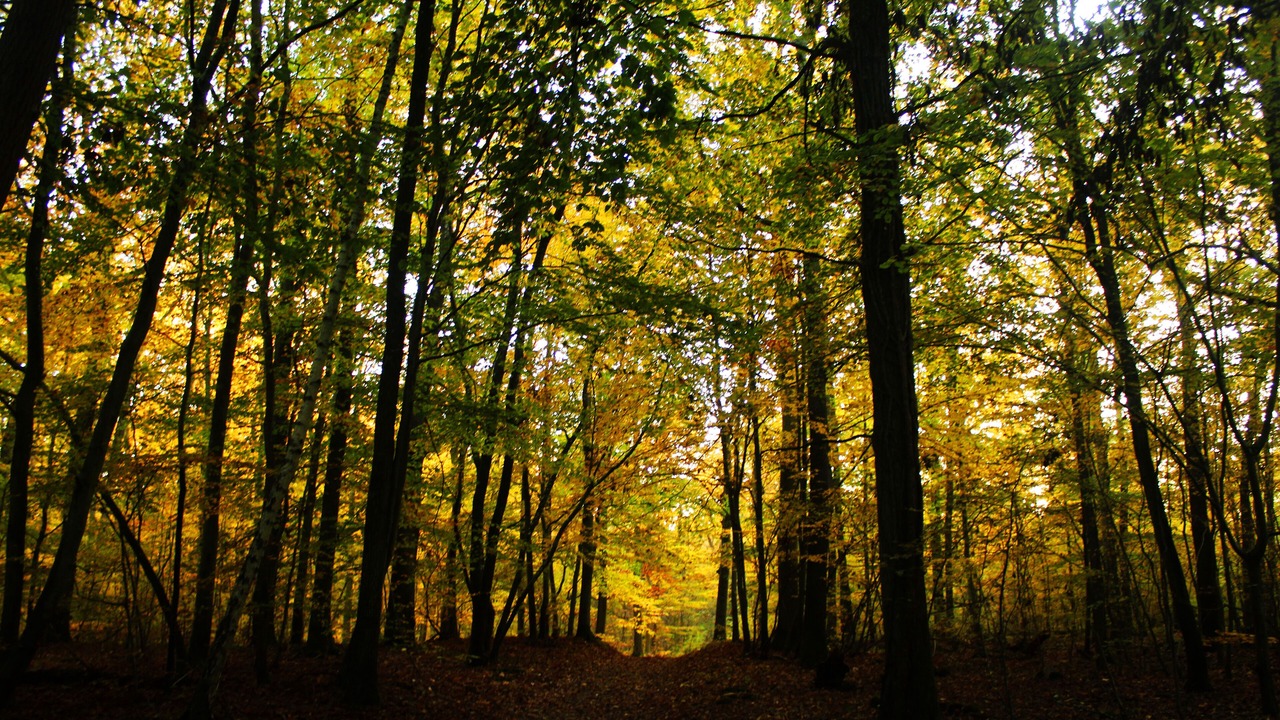 Photo of Outdoor in Fere-en-Tardenois