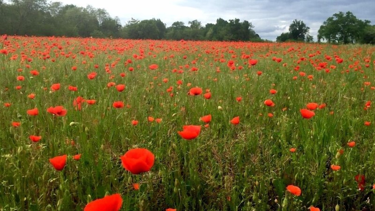 Photo of Outdoor in Cerons