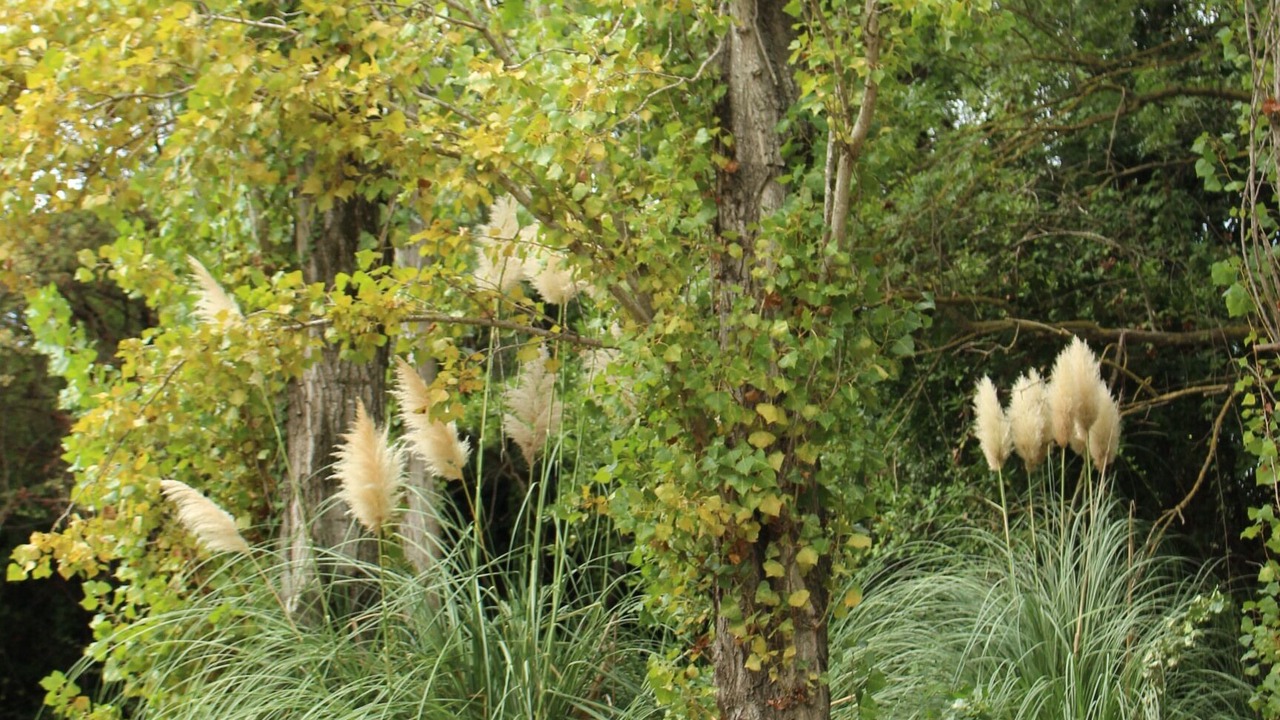 Photo of Outdoor in Canet