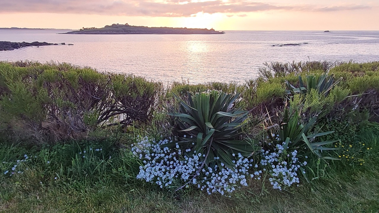 Photo of Others in Roscoff