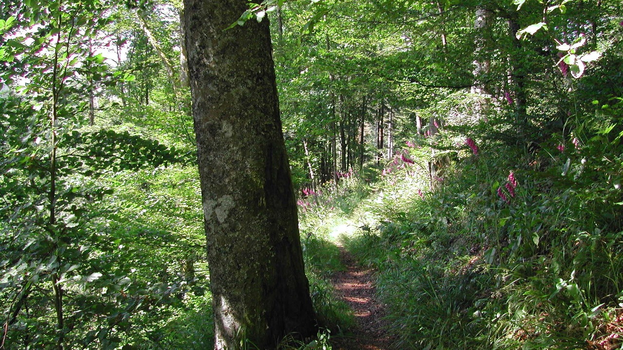 Photo of Outdoor in Sainte-Marie-aux-Mines
