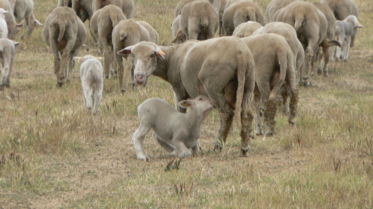 Photo of Outdoor in Sartene