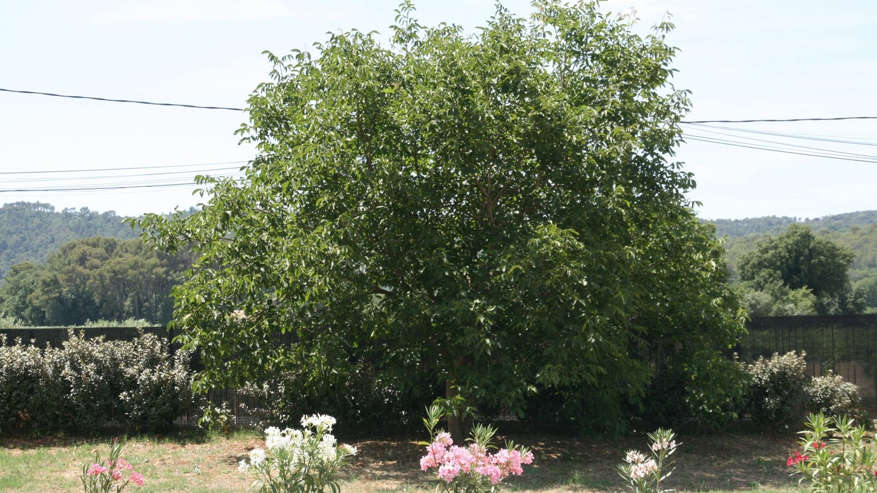 Photo of Outdoor in Figanieres