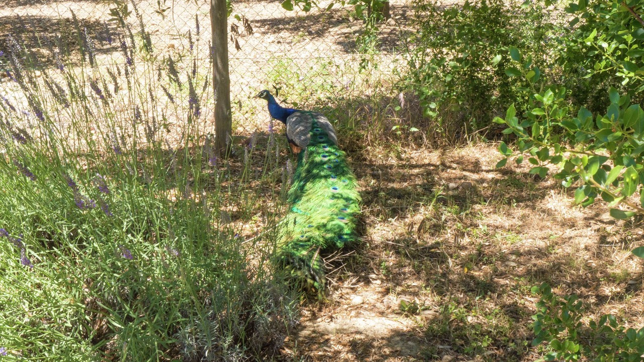 Photo of Others in Murviel-les-Beziers