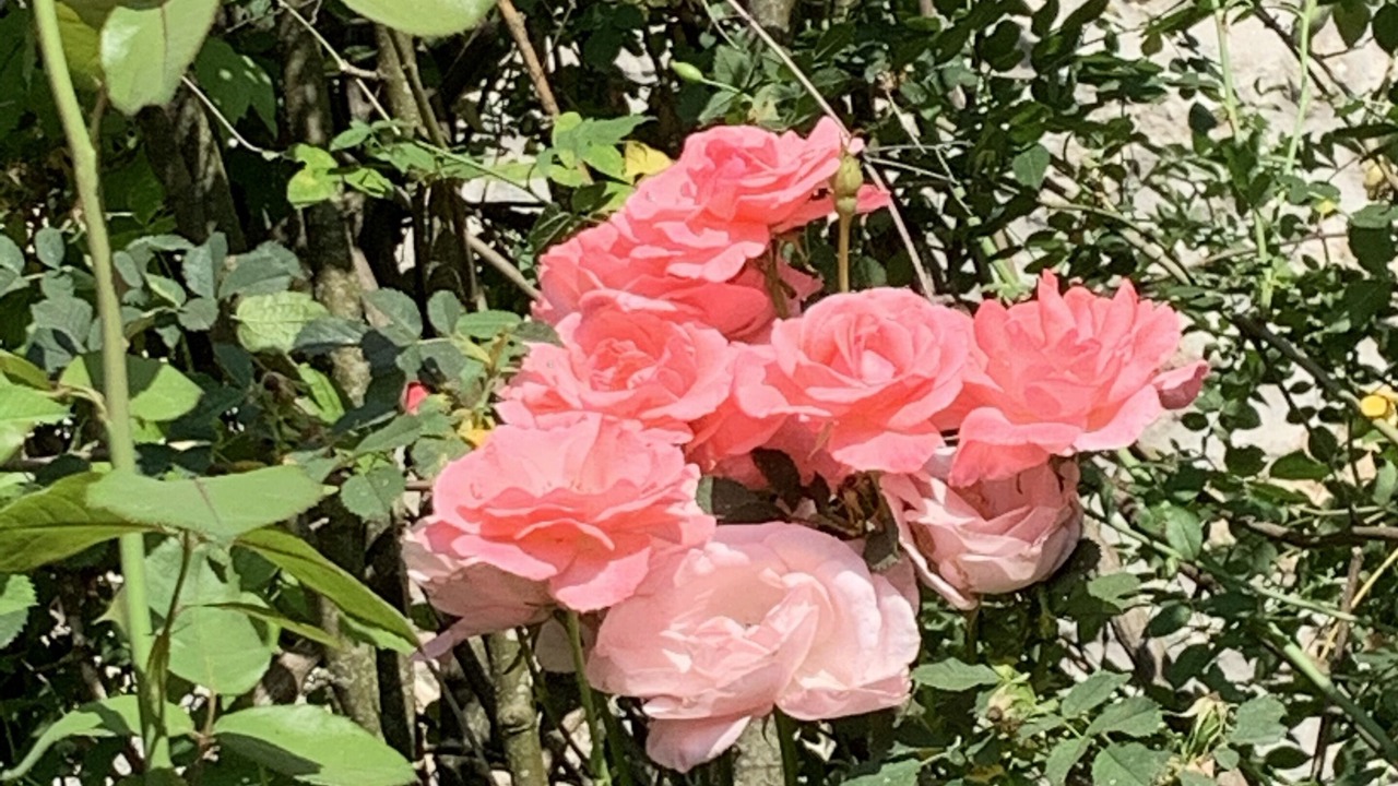 Photo of Outdoor in Quarante