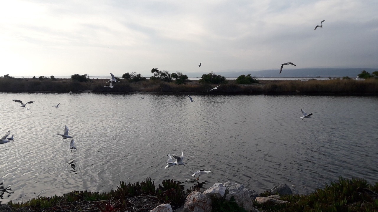 Photo of Others in Port Leucate