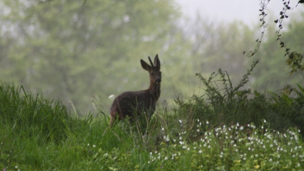 Photo of Outdoor in Dineault