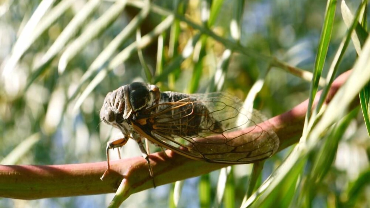 Photo of Outdoor in Ile du Levant