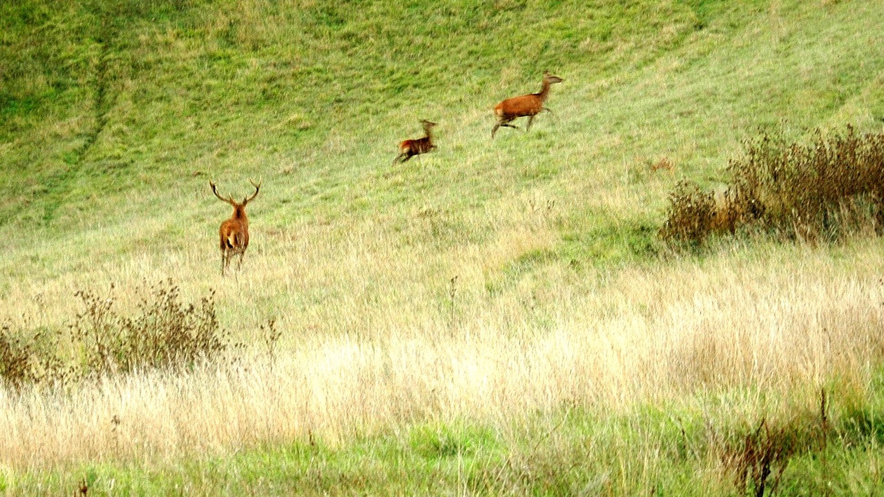Photo of Outdoor in Le Bugue