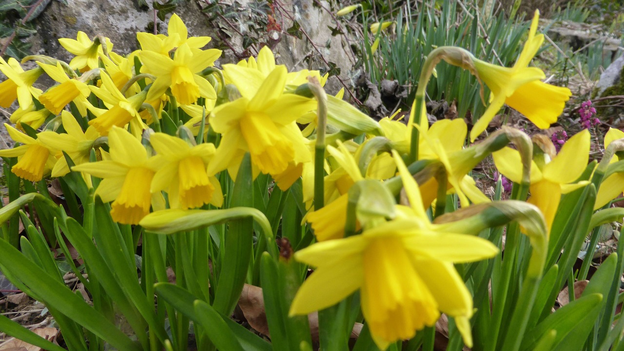Photo of Outdoor in Accous