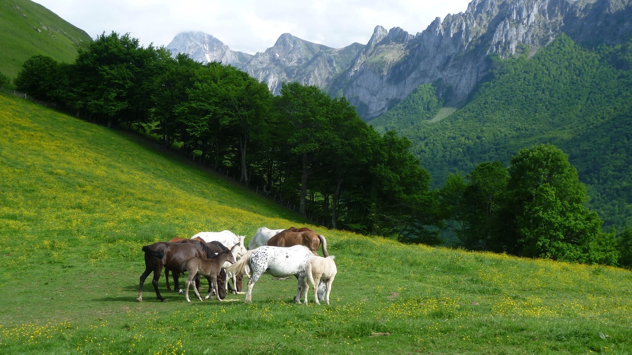 Photo of Outdoor in Accous