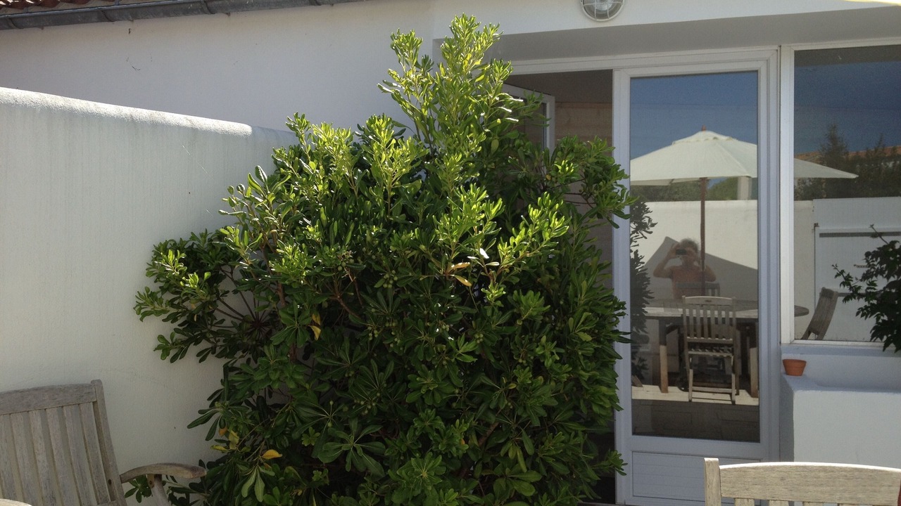 Photo of Outdoor in Saint-Martin-de-Re