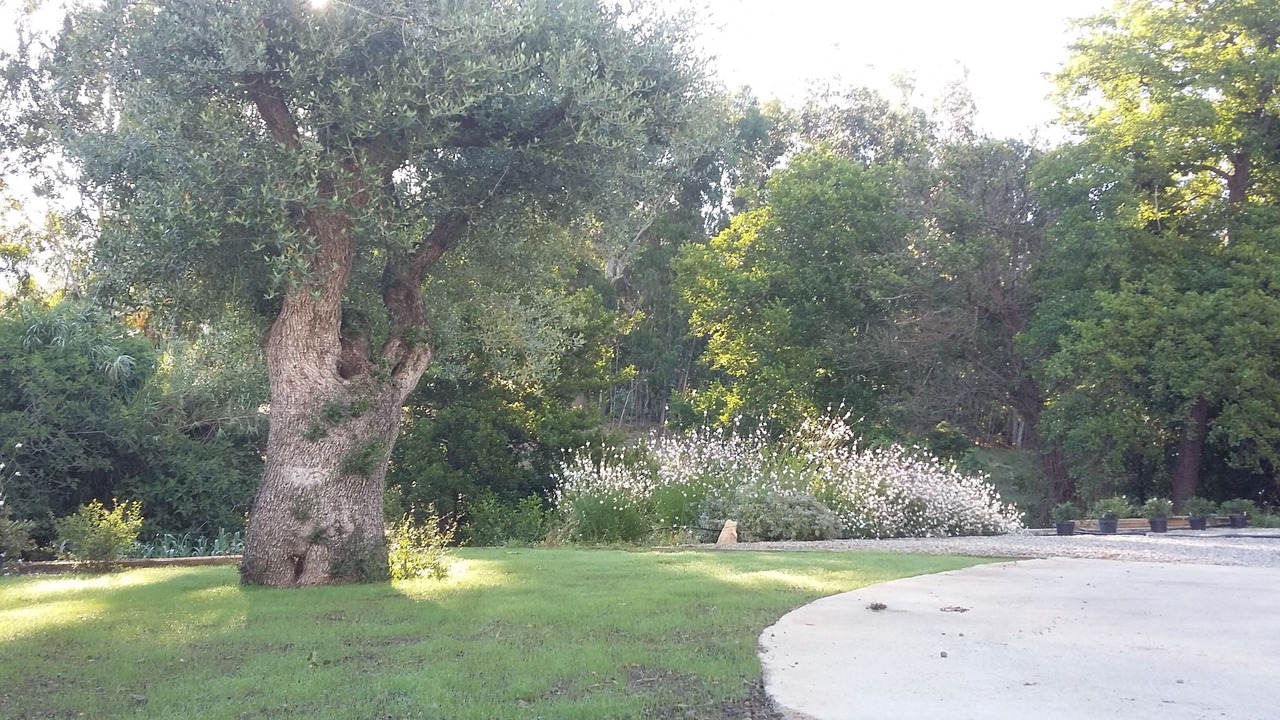 Photo of Outdoor in Oletta