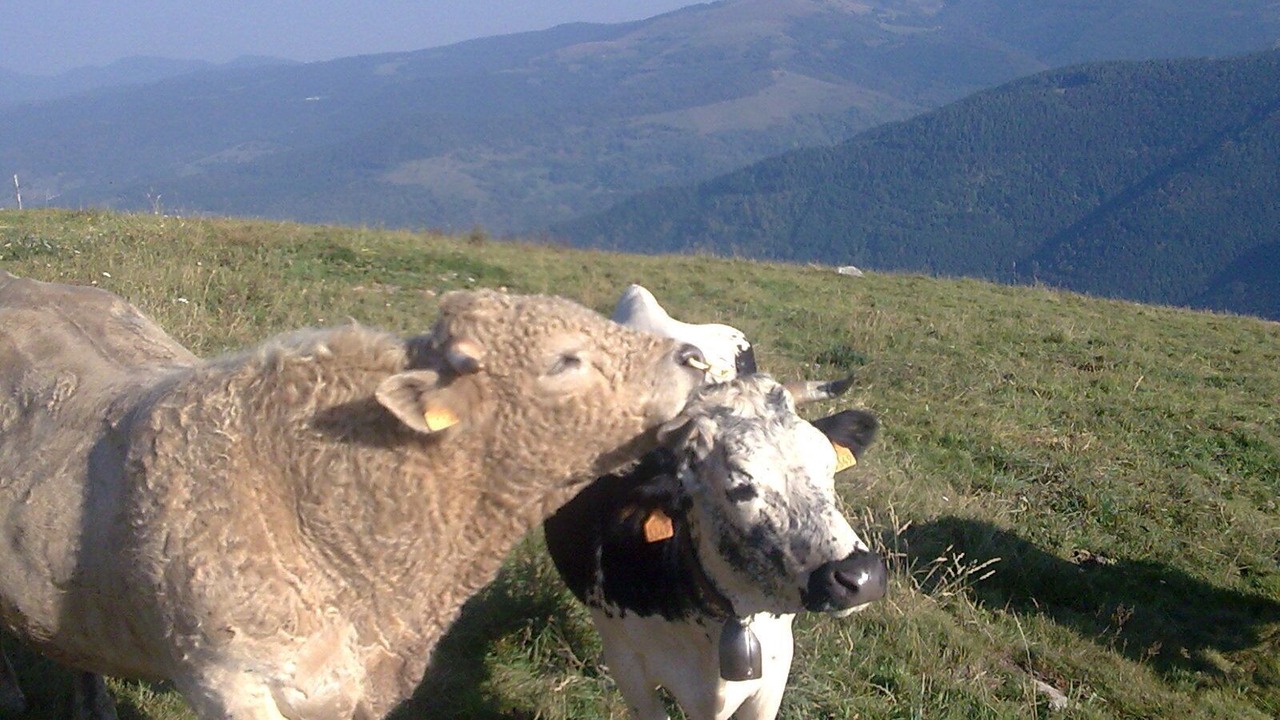Photo of Others in La Bresse