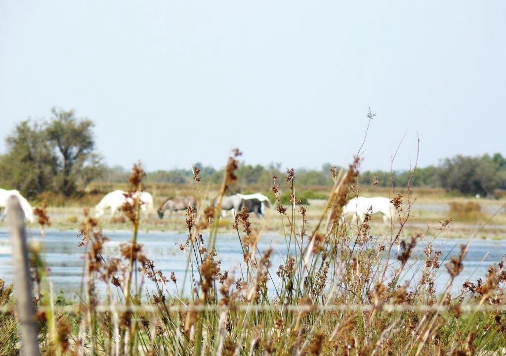 Photo of Outdoor in Arles