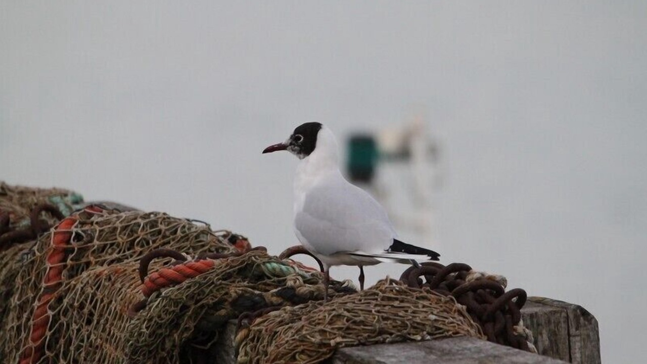 Photo of Others in Cayeux-sur-Mer