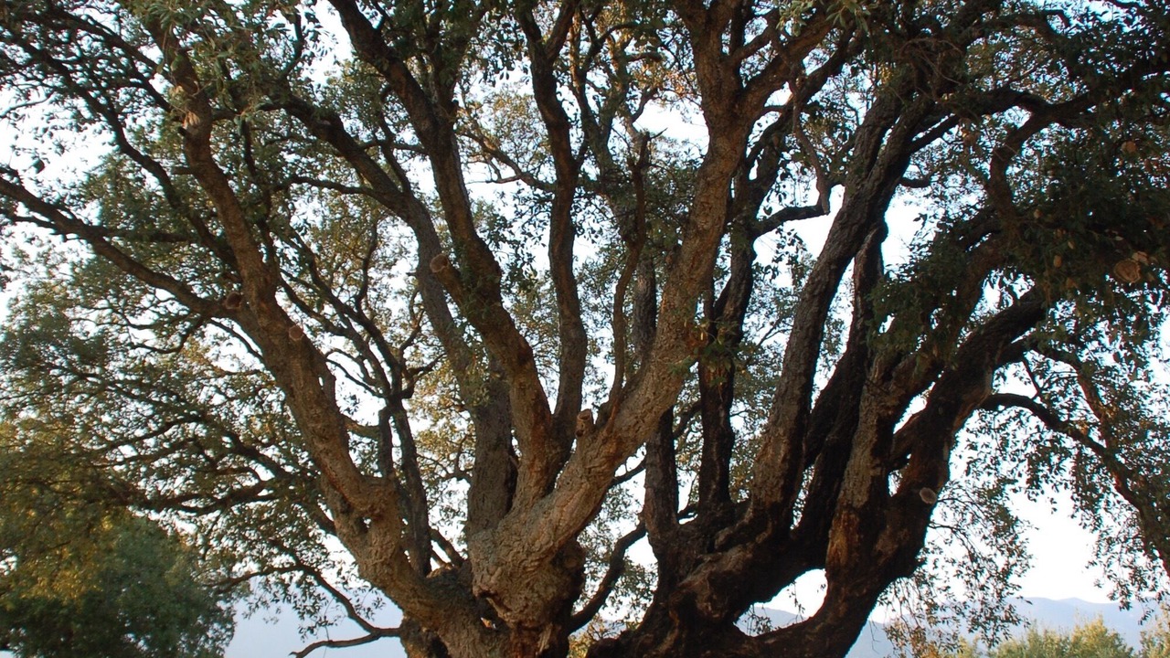 Photo of Outdoor in Porto Pollo