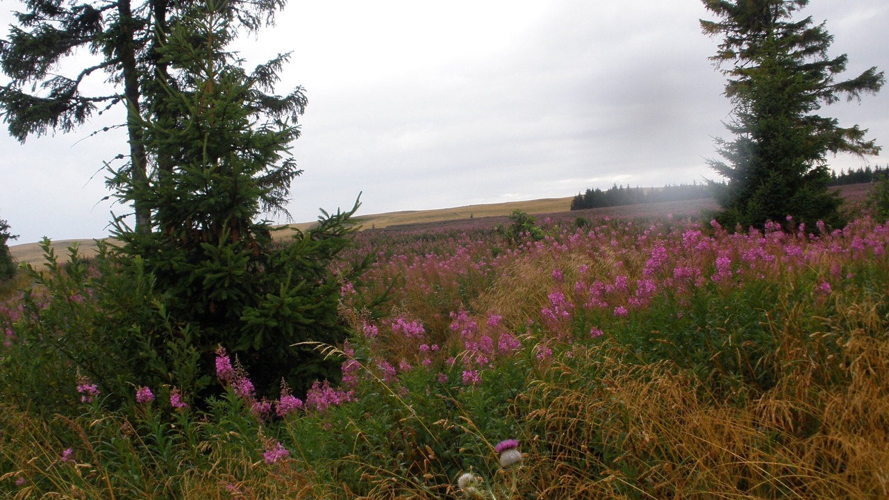 Photo of Outdoor in Saint-Etienne-sur-Blesle