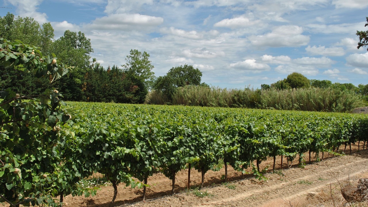 Photo of Outdoor in Pezenas