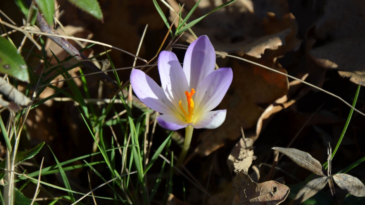 Photo of Outdoor in Lagorce