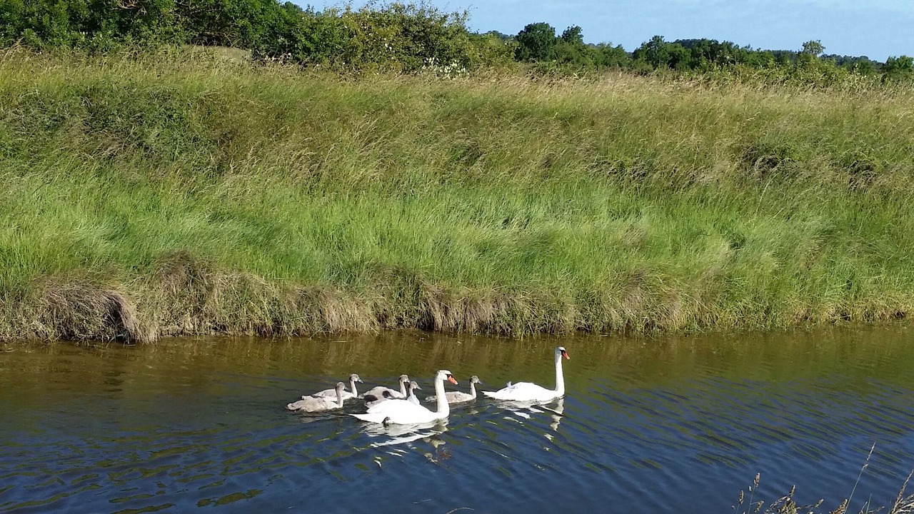 Photo of Outdoor in Saint-Georges-d'Oleron