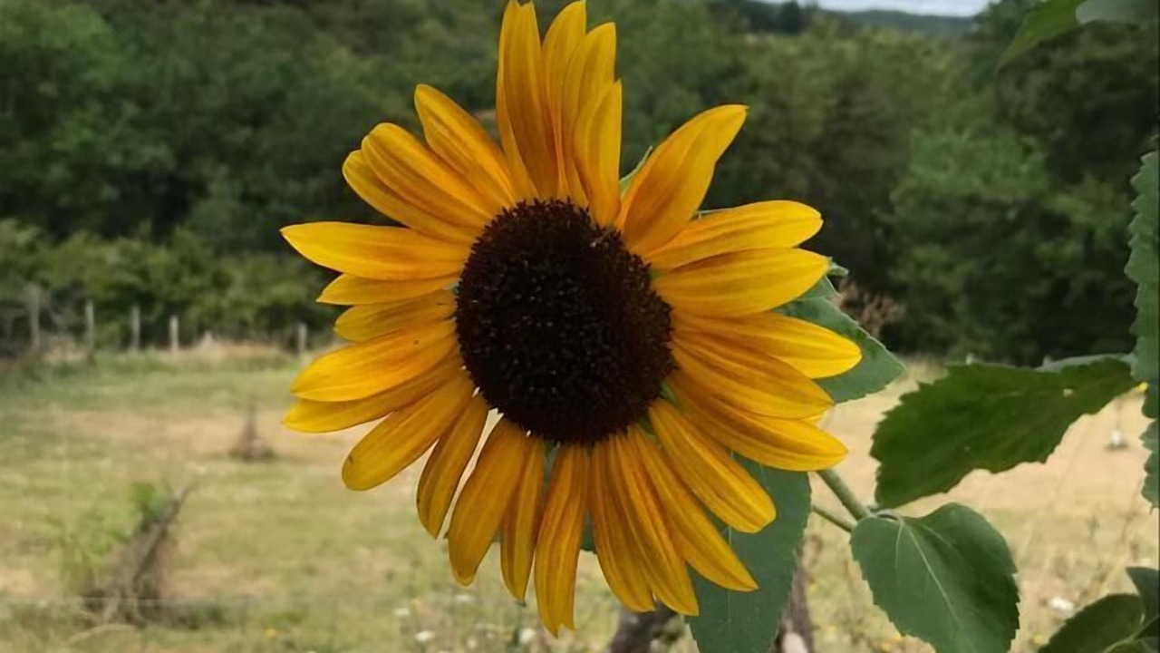 Photo of Outdoor in Plazac