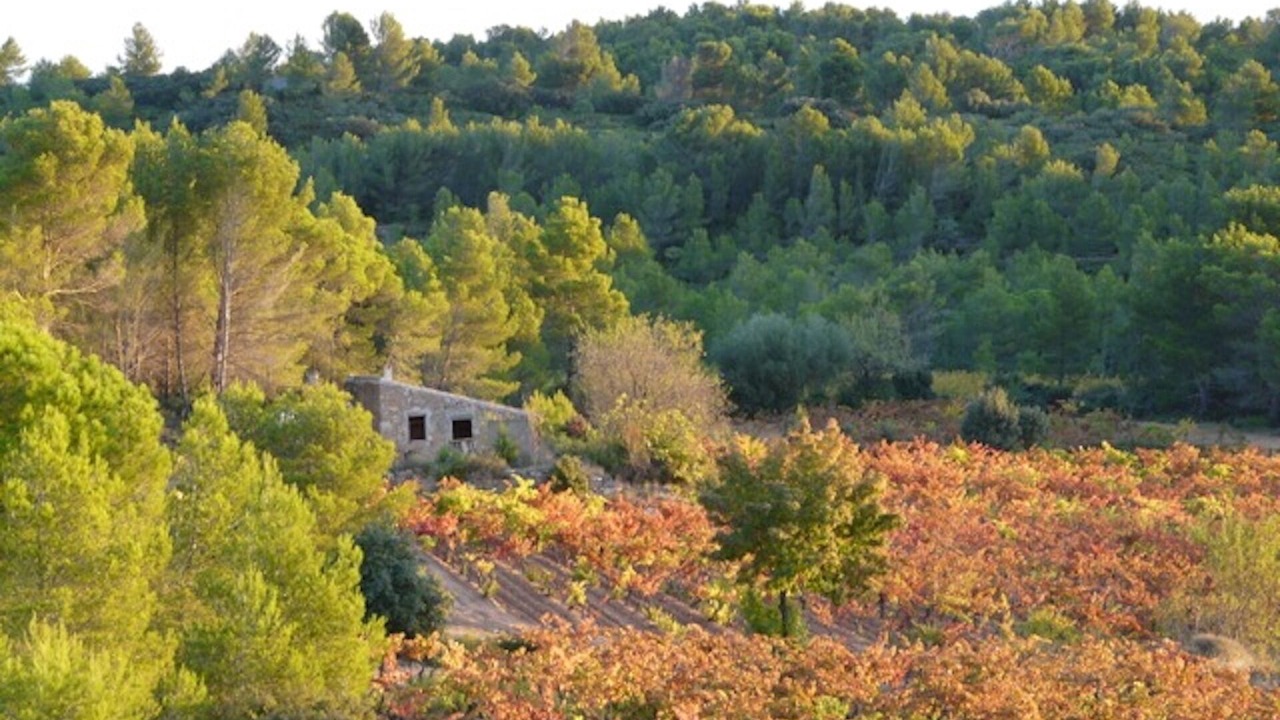 Photo of Outdoor in Lezignan-Corbieres