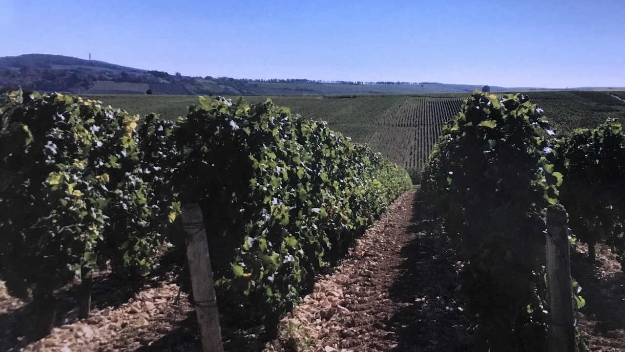 Photo of Others in Sancerre