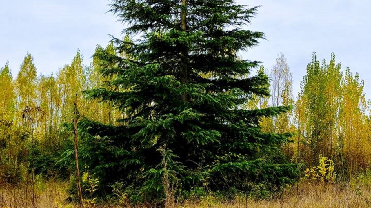 Photo of Outdoor in Beaumont