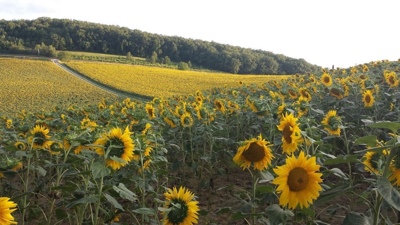 Photo of Others in Beaumont-de-Lomagne
