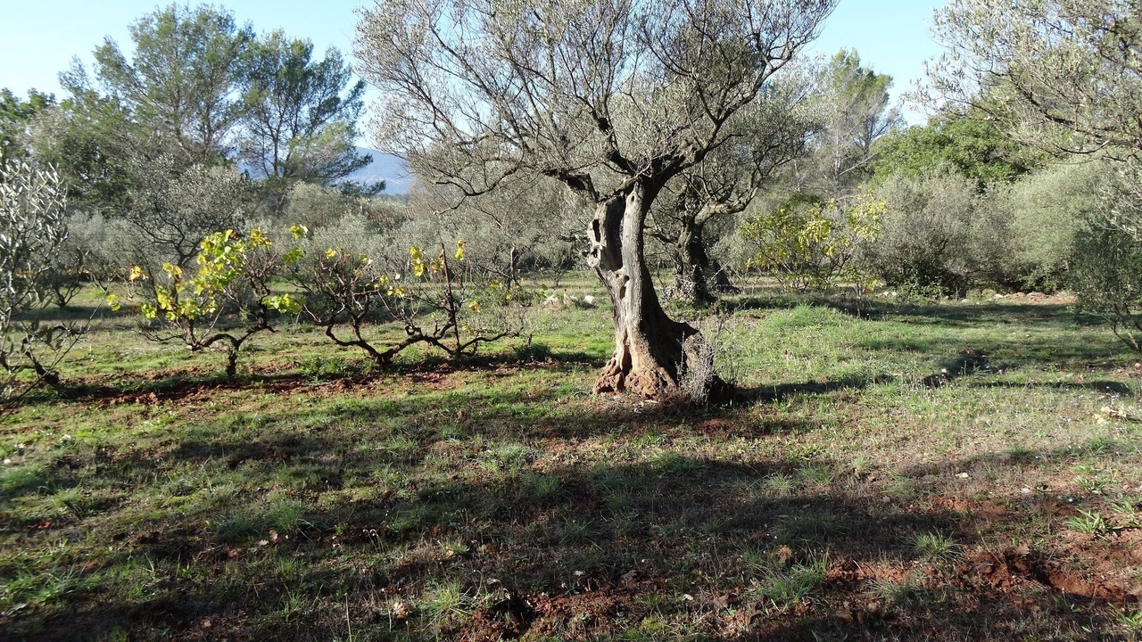 Photo of Outdoor in La Crau