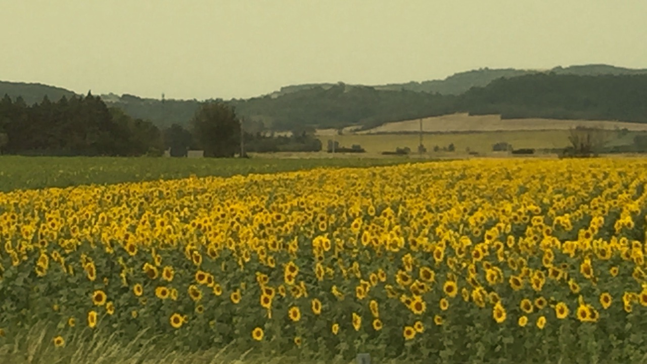 Photo of Outdoor in Ferrals-les-Corbieres