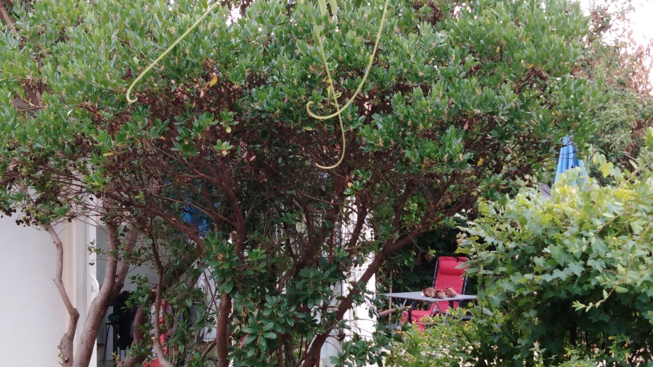 Photo of Outdoor in Saint-Julien-en-Born