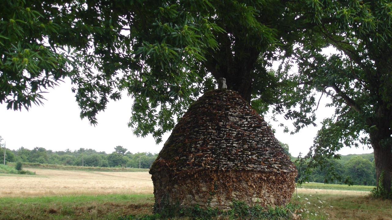 Photo of Outdoor in Loubejac