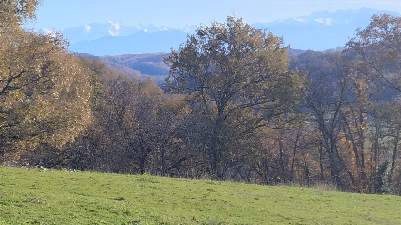 Photo of Others in Monein