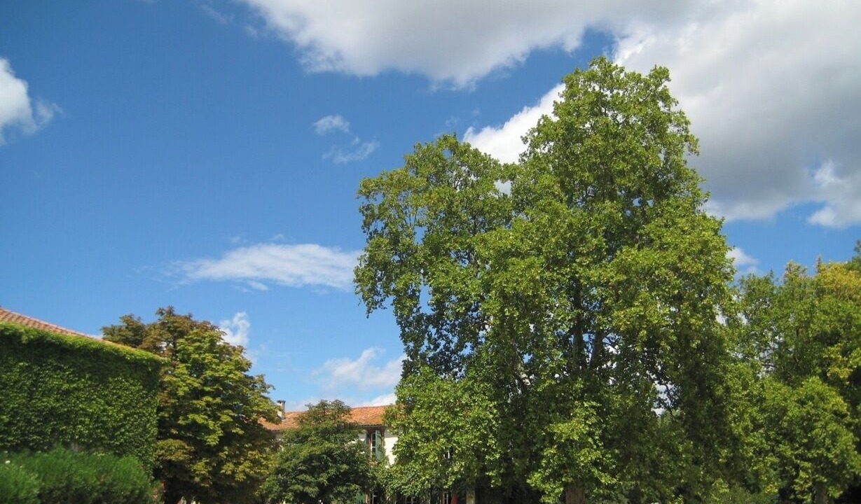 Photo of Others in Murviel-les-Beziers