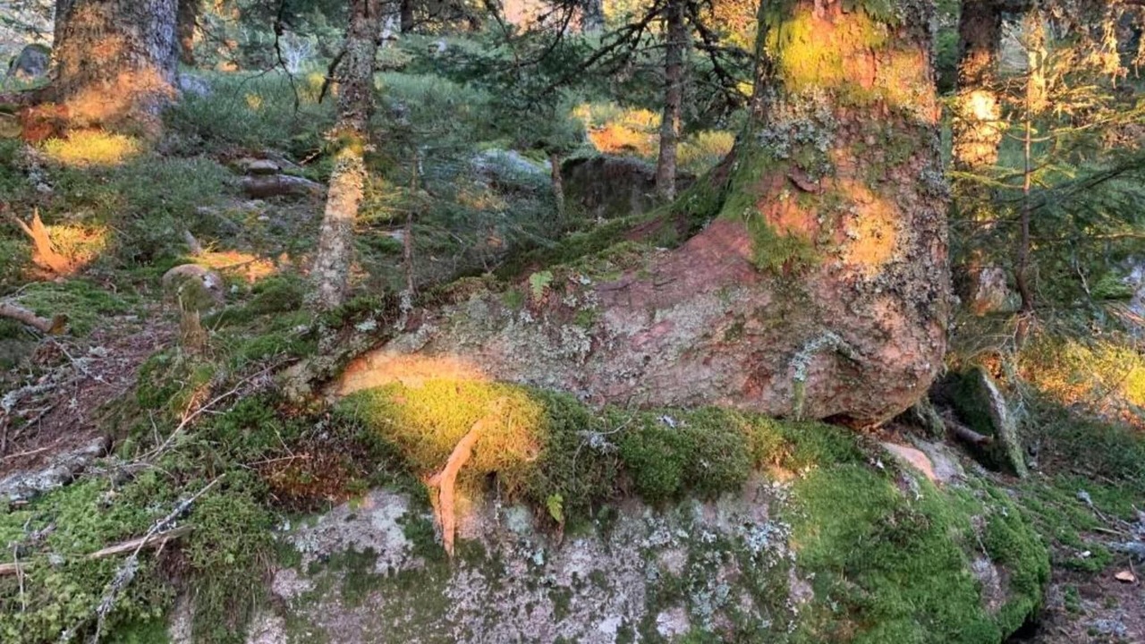 Photo of Others in Sauvain
