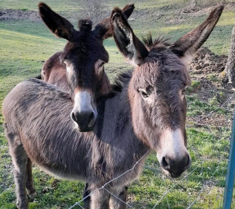 Photo of Others in Arrens-Marsous