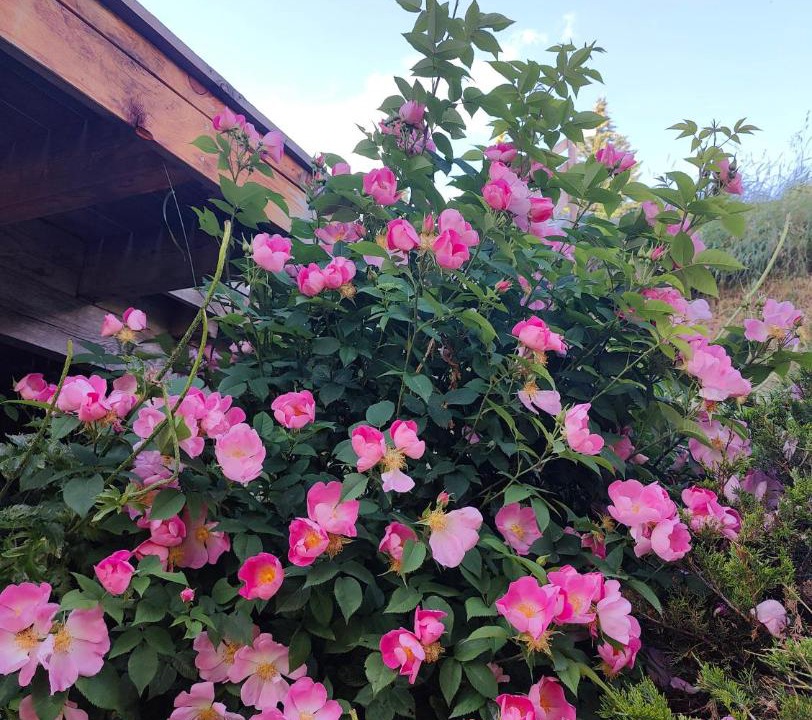 Photo of Outdoor in Molines-en-Queyras