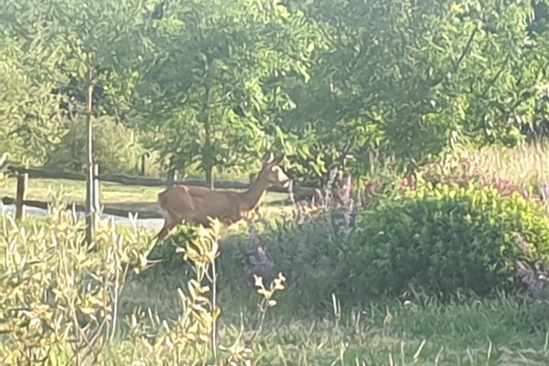 Photo of Outdoor in Saint-Martin-du-Fouilloux