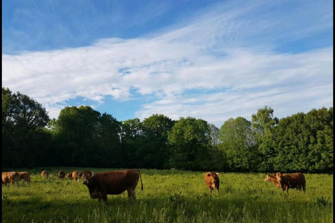 Photo of Others in Sarlande